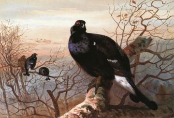 The Evening Roost, Black Game Artwork by Archibald Thorburn