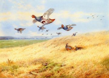Grey Partridges in Flight Artwork by Archibald Thorburn