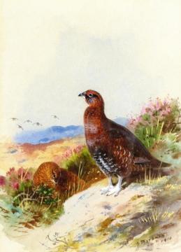 Red Grouse Artwork by Archibald Thorburn
