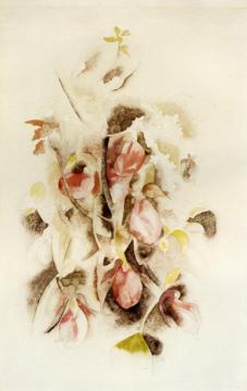 Pink Lady Slippers Artwork by Charles Demuth