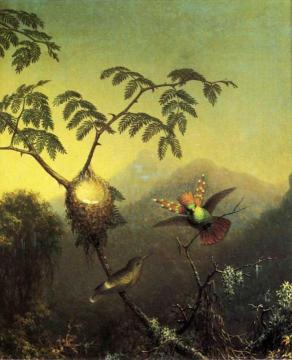 Two Hummingbirds: Tufted Coquettes Artwork by Martin Johnson Heade