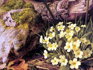 Primrose Artwork by Raymond Booth