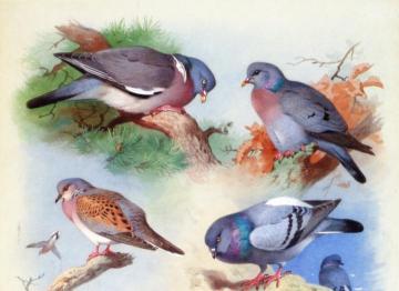 A Wood Pigeon, a Stock Dove, a Turtle Dove and a Rock Pigeon Artwork by Archibald Thorburn