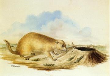 Prairie Dog Artwork by Titian Ramsey Peale II