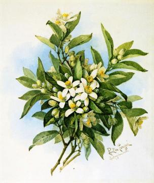 Orange Blossoms Artwork by Raoul de Longpre