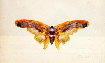 Butterfly Artwork by Albert Bierstadt