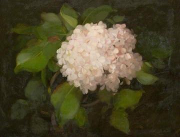 Hydrangeas Artwork by James Stuart Park