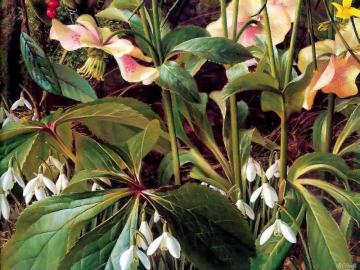 Snowdrops Artwork by Raymond Booth