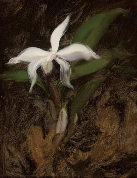 White Lily Artwork by James Stuart Park