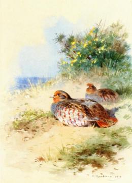 A Brace Of Grey Partridges Artwork by Archibald Thorburn