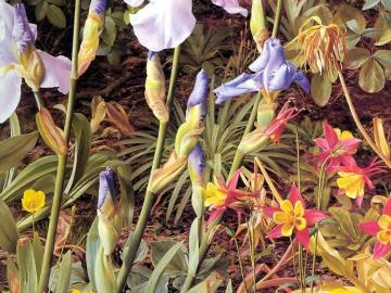 Irises Artwork by Raymond Booth