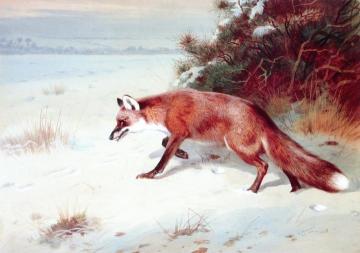 On the Prowl Artwork by Archibald Thorburn