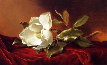 A Magnolia On Red Velvet Artwork by Martin Johnson Heade