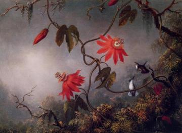 Passion Flowers And Hummingbirds Artwork by Martin Johnson Heade