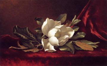 The Magnolia Blossom Artwork by Martin Johnson Heade