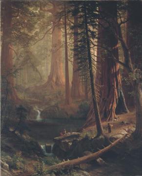 Giant Redwood Trees Of California Artwork by Albert Bierstadt