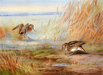 Common Snipe on Marshland Artwork by Archibald Thorburn