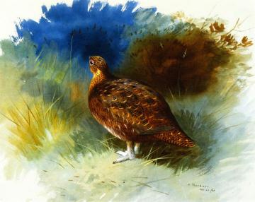 Grouse Artwork by Archibald Thorburn