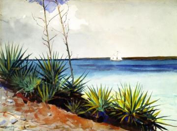 Spanish Bayonets Artwork by Winslow Homer