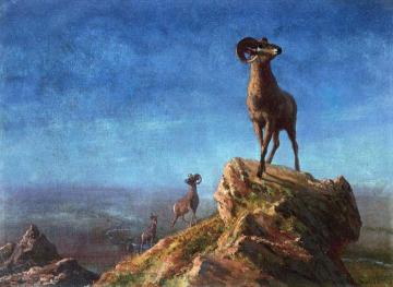 Rocky Mountain Big Horns Artwork by Albert Bierstadt