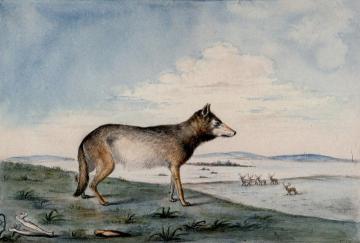 Canis Lupus Artwork by Titian Ramsey Peale II