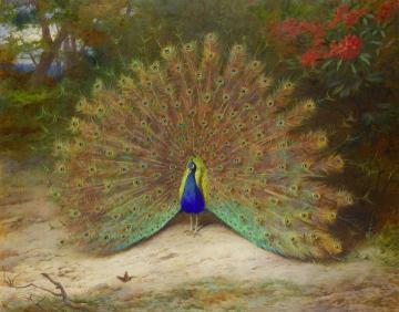 Peacock And Peacock Butterfly Artwork by Archibald Thorburn