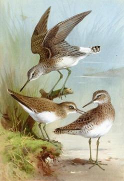 Sandpipers Artwork by Archibald Thorburn