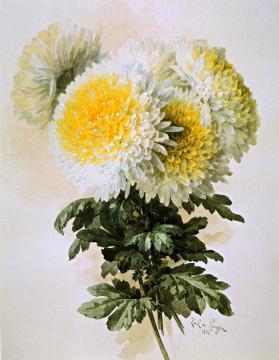White and Yellow Mums Artwork by Raoul de Longpre