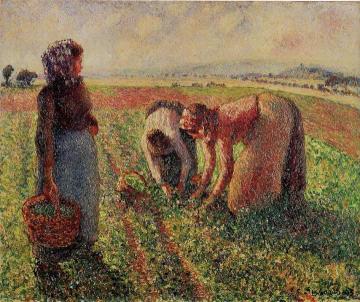 Picking Peas Artwork by Camille Pissarro