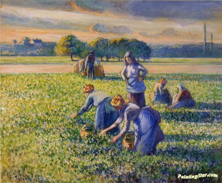 Picking Peas Artwork by Camille Pissarro
