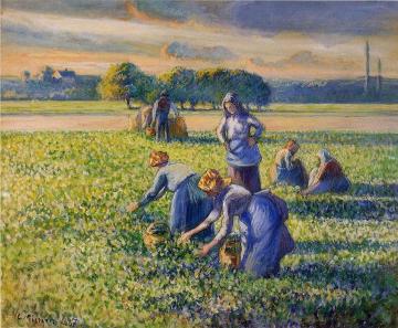 Picking Peas Artwork by Camille Pissarro