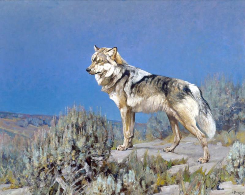 Grey Wolf Standing On A  Bluff Artwork by Carl Rungius