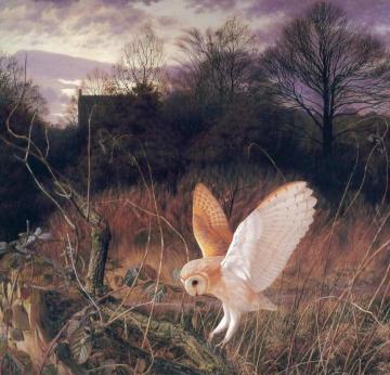 Barn Owl Artwork by Raymond Booth