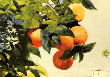 Oranges on a Branch Artwork by Winslow Homer