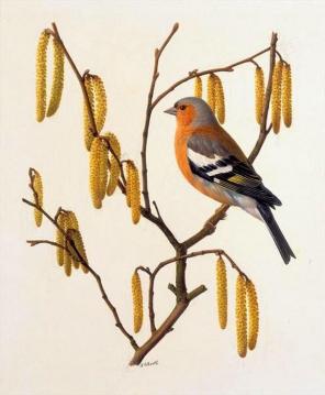 Chaffinch on Hazel Catkins Artwork by Raymond Booth