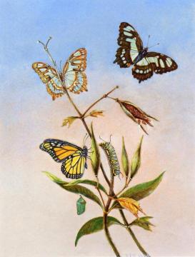 Butterflies Artwork by Titian Ramsey Peale II