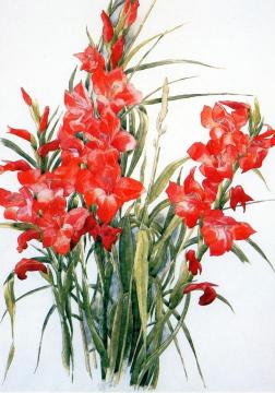 Gladiolus Artwork by Charles Demuth