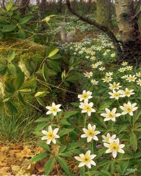 Wood Anemones, Late April Artwork by Raymond Booth