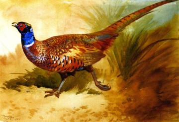 Cock Pheasant Artwork by Archibald Thorburn