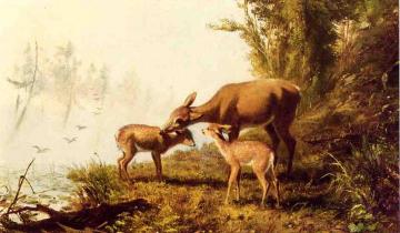 Deer In The Woods Artwork by Arthur Fitzwilliam Tait