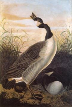 Canada Goose Artwork by John James Audubon