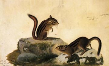 Two Ground Squirrels Artwork by John James Audubon