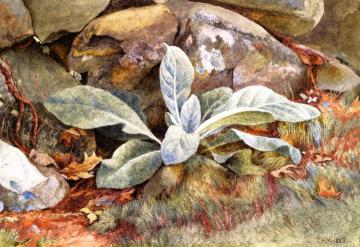 Mullen and Rocks Artwork by Charles Herbert Moore