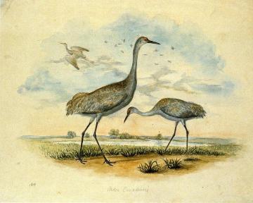 Sandhill Cranes Artwork by Titian Ramsey Peale II