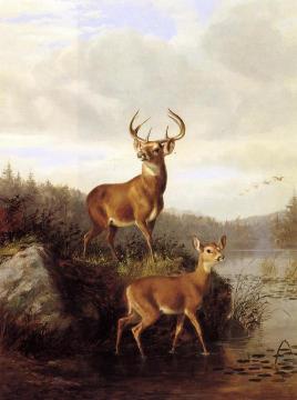 Buck and Doe Artwork by Arthur Fitzwilliam Tait