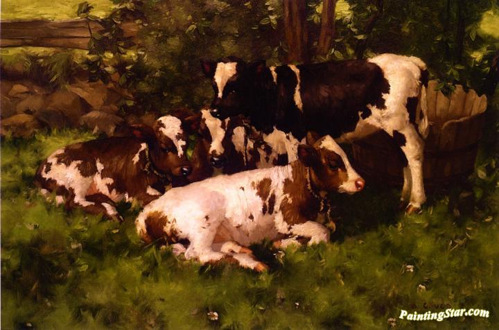 Calves Resting Artwork by David Gauld