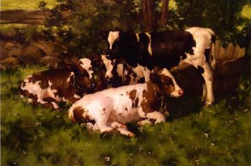 Calves Resting Artwork by David Gauld