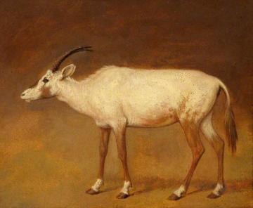 White Antelope Artwork by Jacques-Laurent Agasse