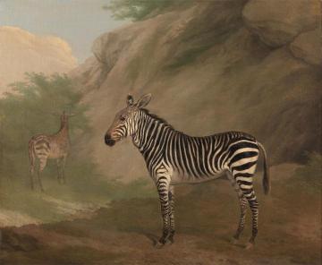 Zebra Artwork by Jacques-Laurent Agasse