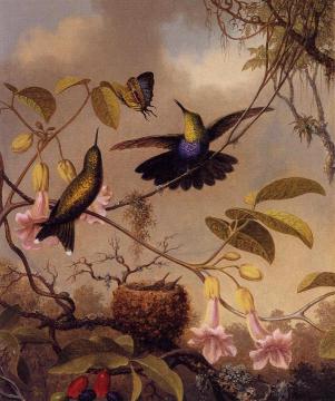 Fort-Tailed Woodnymph Artwork by Martin Johnson Heade